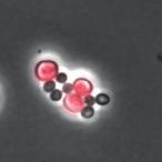 carnosus Z Taq and Synechocystis wild-type (D) or PilA1-antiZ Taq ΔpilT1 (E).
