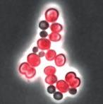 carnosus (shown by phase contrast) and Synechocystis (red autofluorescence). Bars 5 µm.