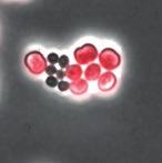 binding between Synechocystis and the heterotrophs E. coli or Staphylococcus carnosus.