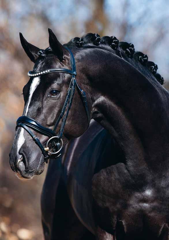 STALLION PERFORMANCE TEST B R U K S P R O V FLYINGE