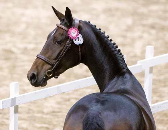 Foto: Roland Thunholm 3-ÅRIGA HINGSTAR 1. 2M2 Jason Bourne mfx Utl. nr. DE433330820216 Reg. nr 04-16-3583 Uppfödare: Zuchtgemeinschaft Rouenhoff, Bahnhoffstr.