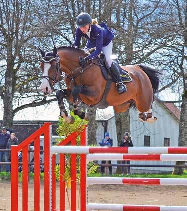 Casanova Hästak 2013 e. Cosmeo - Diamant de Semilly - Quidam de Revel Sveriges populäraste hingst 2018 med 227 ston och 91% dräktighet! Foto: Åsa Blom Thulin 3-ÅRIGA HINGSTAR 7.