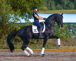 Mormodern Harcona har predikaten Ster och Prestatie i KWPN. Hon har lämnat en avkomma som tävlar i 130 hoppning samt Parcona i Svår 160 hoppning.