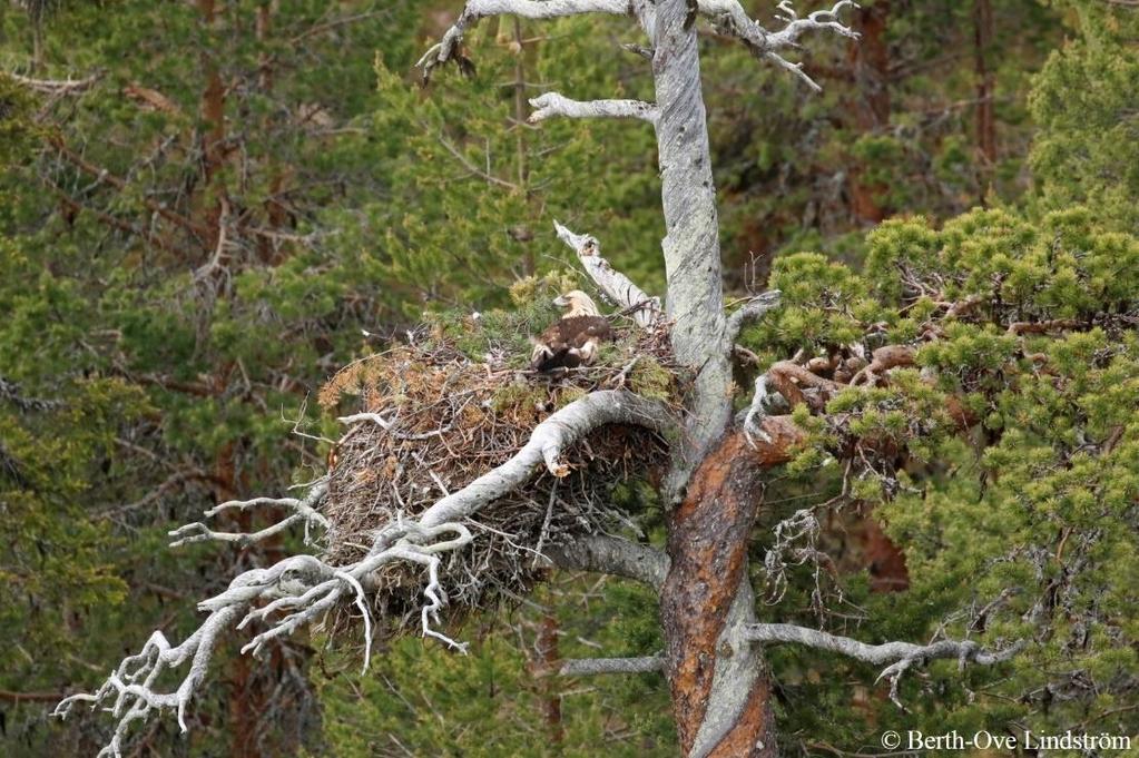 RAPPORT 2019-01-18 Ärendenr: NV-02097-17 Förslag till nationellt inventeringssystem för kungsörn i Sverige Lovisa