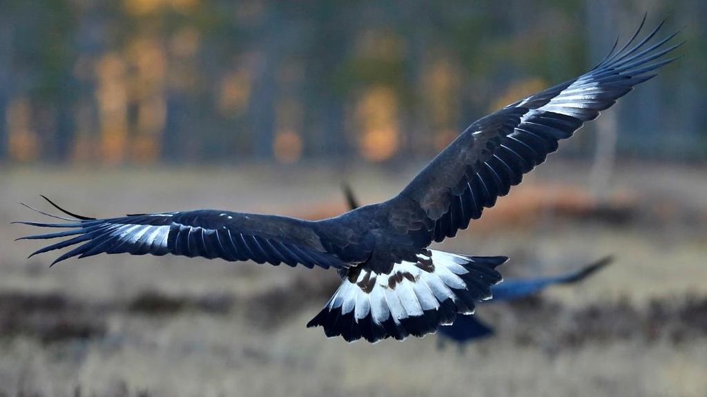 Flygg unge, täckarfälten på vingarnas