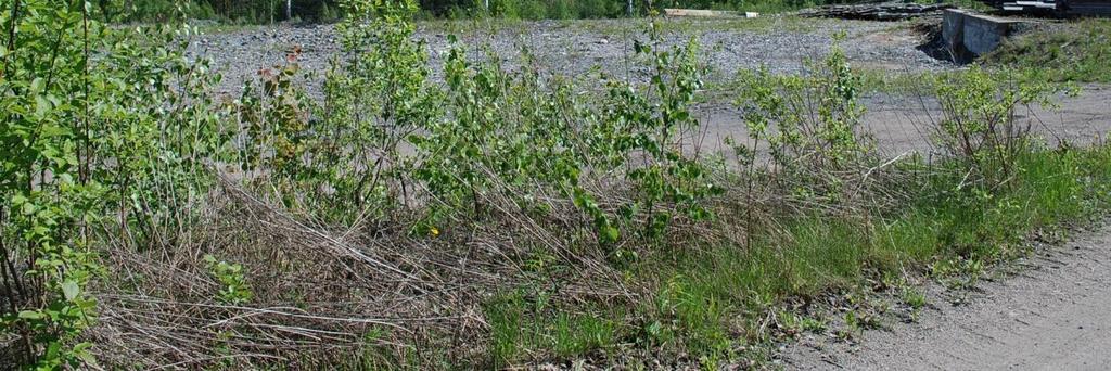 Håksberg är ett av de områden som reserverats för att kunna förberedas för framtida återöppning och utvidgning av gruvor. 5.