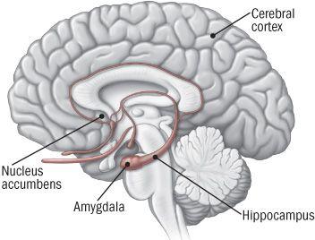 Hippocampus och frontalloben: Vår broms Hippocampus och frontalloben bromsar amygdalan.
