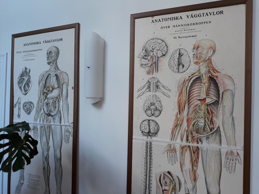Inriktningen hälsa och idrott Väljs i årskurs 9!