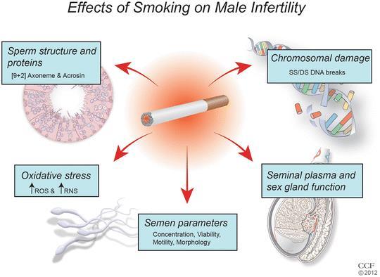 Tobak och manlig fertilitet: potentiella mekanismer Även om de negativa effekterna av cigarettrökning på manlig fertilitetsfysiologi har blivit väl dokumenterade i medicinsk litteratur, finns det