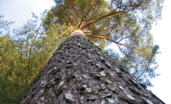 Klimatsmart skogsbruk Enligt forskare från SLU är den mest klimatsmarta inriktningen på skogsbruk att ta fram så mycket timmer till konstruktionsvirke som möjligt.