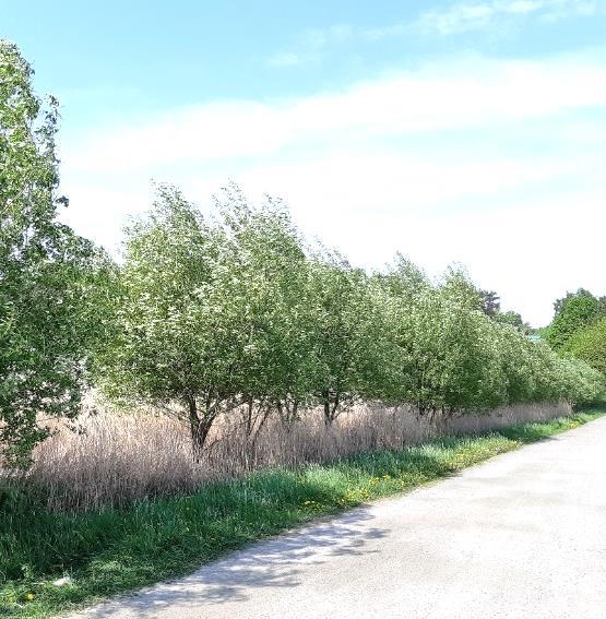 Detta på grund av att denna yta upptas av vägområde, dike och växtlighet (trädridå). 2.