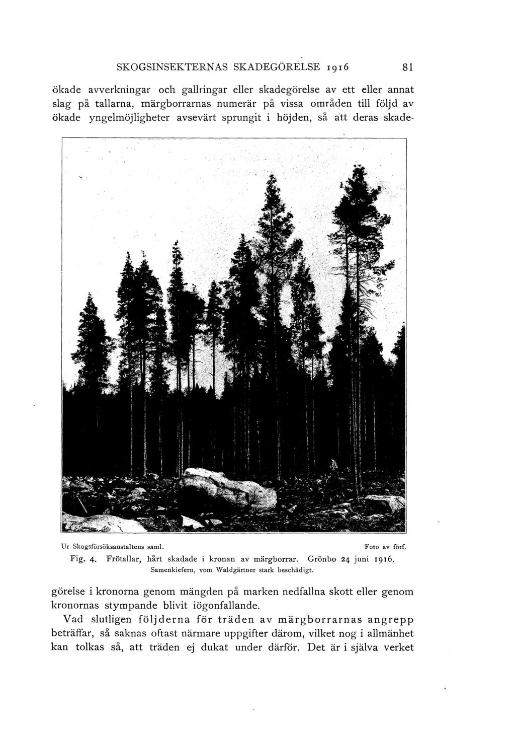 SKOGSINSEKTERNAS SKADEGÖRELSE rgr6 81 ökade avverkningar och gallringar eller skadegörelse av ett eller annat slag på tallarna, märgborrarnas numerär på vissa områden till följd av ökade