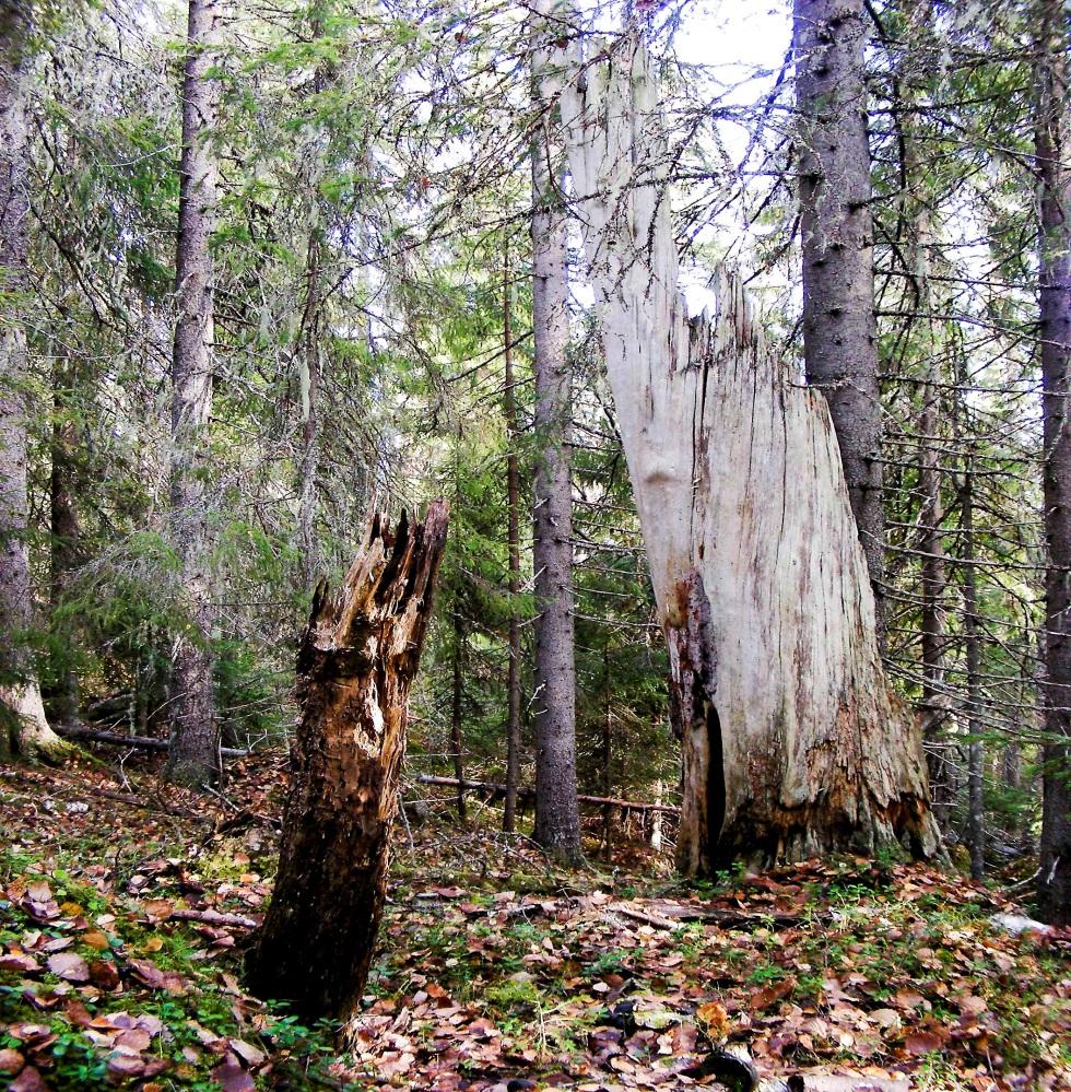 1 / 12 Beslut Datum 2014-05-26 511-6765-11 Enligt sändlista Dnr (anges vid skriftväxling) Beslut för bildande av naturreservatet Klyttkälberget Uppgifter om naturreservatet Naturreservatets namn: