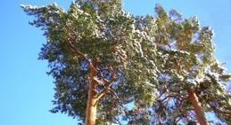 Sammansättning Innehåll Tall (Pinus) Gran