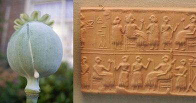 Materia Medica Hua To 220 Paracels us Laudanu m 1570 Mo