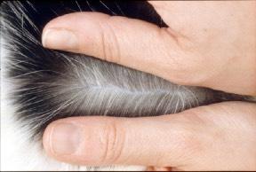 Att ge hud-, öron- eller ögondroppar/- salva Att använda topikalt (på huden) spoton preparat Många preparat mot parasiter är så kallade spot-on preparat, vilket gör dem lätta att använda på din katt.