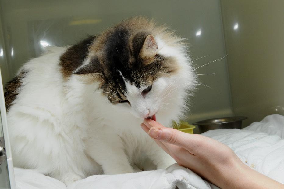Att byta foder till din katt Varför behöver din katt byta foder? Din veterinär kan rekommendera att din katt får ett nytt foder eller en specifik medicinsk diet.