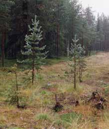 naturlig artsammansättning. Sådd Slänter sås in med fröblandning av smalbladiga gräs eller med ängsfrö anpassat till platsen och till norrländska förhållanden.