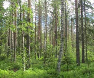 På en udde på den norra sidan av åstranden ligger Vadforsens koloniområde med 63 st kolonihus med tillhörande trädgårdar.