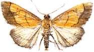 Kaveldunsmott Orgyia recens