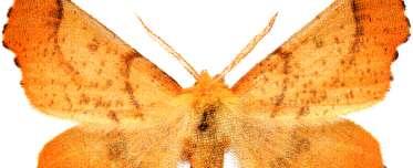 Paradasaria consonaria