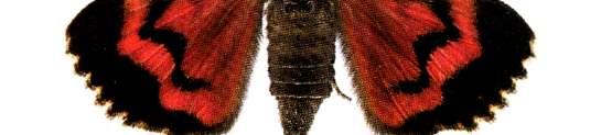 Nycteola degenerana Brun