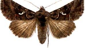 viretata Mossgrön lobmätare