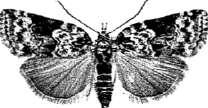2197 - Hyloicus pinastri: 1 tidigt ex 7/5 Hjortonmossen, Lästringe. (LJRS, KPOS,HGNS). 2194 - Agrius convolvuli: Inga fynd i år inom området.