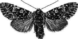 Sällsynt 4:e fyndet inom området. 2380 - Acronicta cuspis: 1 ex ett larvfynd 11/9 Frillingsmossen. Larven hittad på al (LJRS) 2404 - Phlogophora meticulosa: 1 ex 26-29/8 Trosa (LJRS).