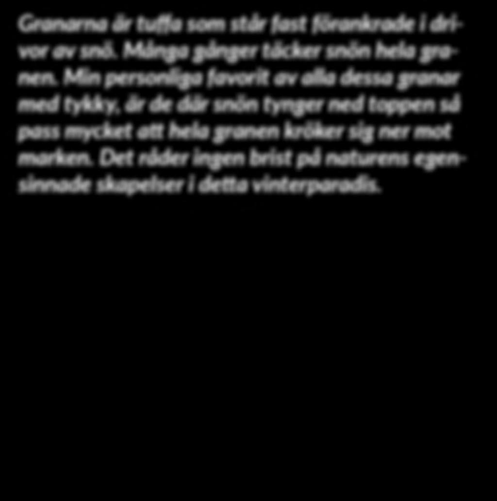 Min personliga favorit av alla dessa granar med tykky, är de där snön tynger ned