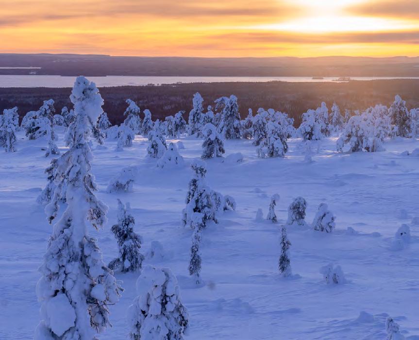 na kommer vi se höga granar som tornar upp sig mot himlen i sin vita vinterdräkt. Detta är också en gammelskog vilket den frusna skägglaven skvallrar om.