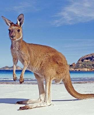 Vi fortsätter till Queens Street och vidare till Bastion Point. Där får vi vackra vyer över staden och dess omgivning. Sydney och Auckland konkurrerar om att vara störst, bäst och vackrast.