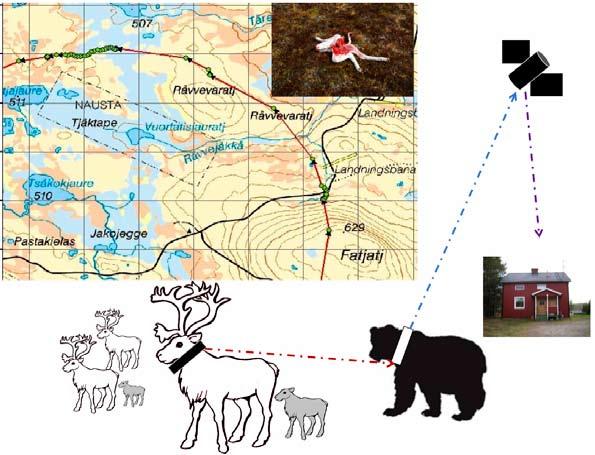 Nyhetsbrev Nr 3 2010 Björnpredation på ren Karta med positioner från björnhonan Tjirsas sändare. De gröna punkterna är platser där björnsändaren har upptäckt rensändare.