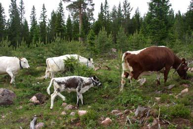 Möten om tamdjur på skogsbeten Gåsmassaker vid Hornborgasjön Tamdjur på skogsbeten VSC har under betessäsongen medverkat på två mycket intressanta möten i Lillhärdal under juni och augusti.