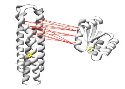 DCA for protein-protein interaction how to detect inter-protein residue contacts in protein complexes?