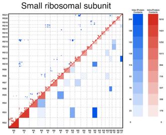 Inference of protein-protein interaction networks Bacterial ribosomal proteins Small ribosomal