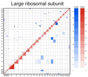 8% of contacts between proteins Large ribosomal subunit 29 proteins 29 interactions (7% of 406