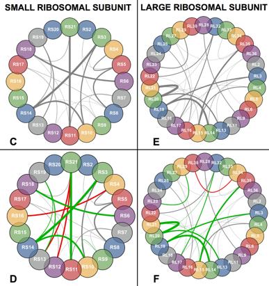 Inference of protein-protein interaction networks Bacterial ribosomal proteins Pairwise alignments (1000-3000 seqs.) Top 10 predictions for each subunit 16 true positive interactions (80% TP vs.