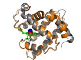 Protein can be classified into families Families of homologous proteins common evolutionary ancestry conserved structure and function diverged sequences (20-30% sequence identity) Questions: