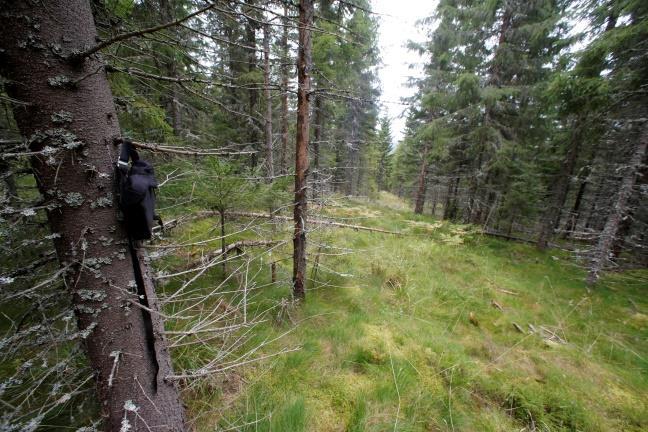 Observationen av gråskimlig fladdermus Vespertilio murinus vid Laxsjön är säker men ganska oväntad eftersom denna art ingalunda är vanlig i mellersta