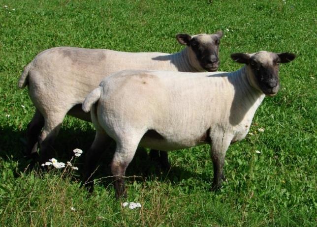 Baggar kan väga upp till 200 kg och tackan 85 105 kg och därmed är den en av de tyngsta fårraserna. Lämplig som faderras. Oxford down har rikligt med ull, är hornlösa och har lång svans.