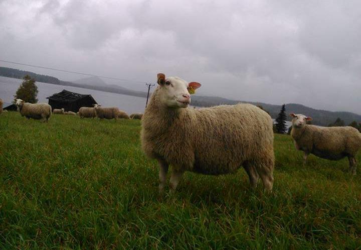 Från två års ålder föder tackorna två lamm men trillingfödslar är vanliga. Gotlandsfår fungerar bra i korsningsproduktion som moderras. Vuxenvikten för tackor är 60 70 kg och för baggar 90 100 kg.