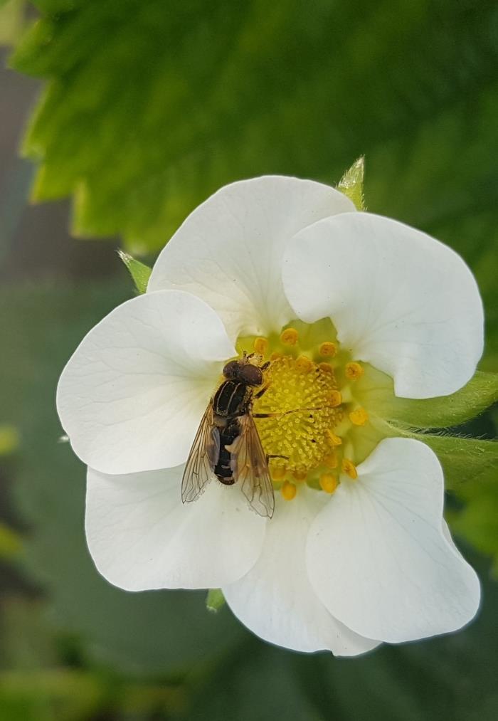 Viktiga pollinatörer Inventering av pollinerare som besökte jordgubbsblommor (Klatt et al., 2013.