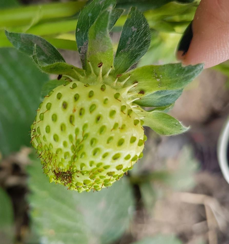Pollineringens betydelse i jordgubbsodlingen Självfertila med tydlig vinst