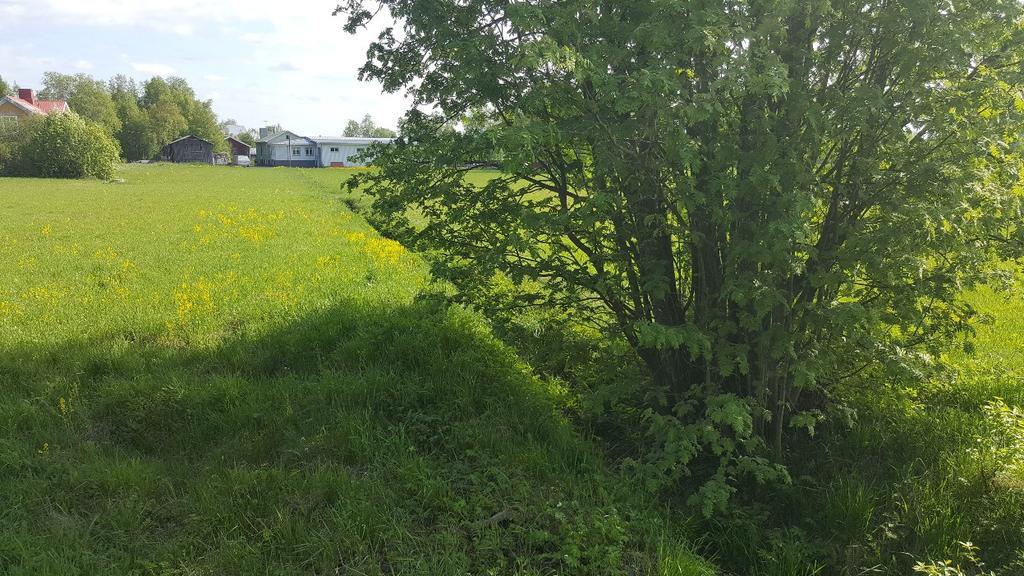 Dike Naturvärdesklass: 4 Objekt-ID Inventeringsdatum Naturtyp Biotoper 4 2016-05-30 Småvatten Dike Biotopvärde Artvärde Natura 2000-naturtyp Naturvårdsarter Visst Obefintligt - - Objektsbeskrivning: