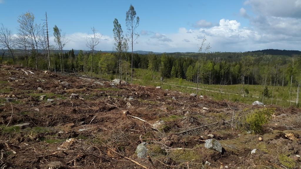 Foto: 5 Robbin Ask, kalhygget. Upphittaren av fyndet uppgav att han loggat platsen med en GPS signal från sin smartphone via google karttjänst.