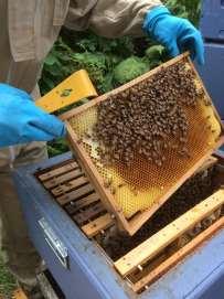 Biodling på Ineos Även under året som gått har det bedrivits biodling på Ineos. Ett par samhällen invintrades och nu väntar man spänt på att få se resultatet av övervintringen.