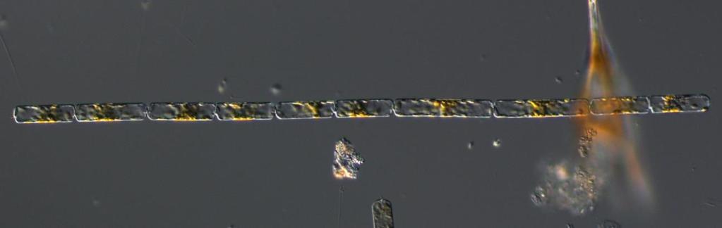 Växtplankton Provtas för att undersöka biodiversitet, algblomningar, förekomst av skadliga alger och miljösituationen enligt EU:s Vattendirektiv Månadsvis redovisas månadens alg på förbundets hemsida.