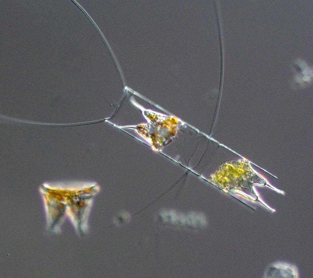 fervacea (Fig. 4) var talrikast. Vid Stretudden stod kiselalger för en betydande andel av biovolymen och likt de övriga yttre stationerna små biovolymer.