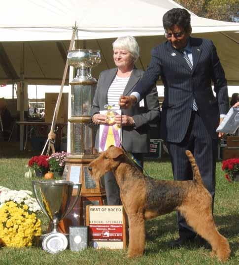 AiredaleTerriern Medlemstidning för AiredaleTerrierGillet Nr 4 2014 Pia Lundberg tillsammans med BIR-hunden champion
